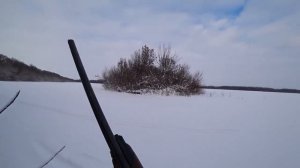 Охота на лося с подхода с собаками