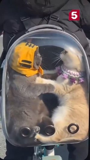 Внутренний конфликт?