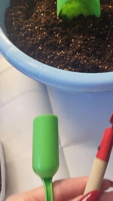 Что нужно сделать с рассадой после всходов?