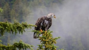 Размышление #медитация #релаксация