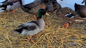 Чубарый селезень в стае