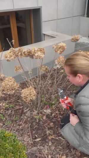 Весенняя обрезка метельчатой гортензии Лайм Лайт, черенки