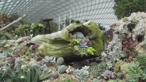 Прогулка по саду суккулентов. Уникальные идеи для дизайна сада.