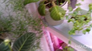 Размножение глоксиний цветоносами 🌱 #глоксиния #размножение #цветыдлядома