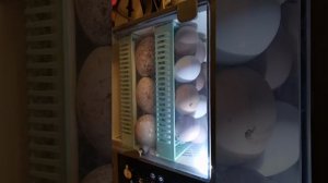 Тестовая трансляция