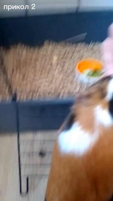 Мои приколы с Милашкой-морской свинкой! Моё видео #15.