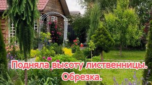 Как поднять высоту лиственнице  Stiff Weeping. Обрезка.