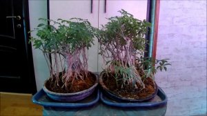 Бонсай открытая книга от А до Zють Шефлеры март 2026 год 56 часть