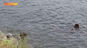 ВСЕМИРНЫЙ ДЕНЬ МЕДВЕДЯ ОТМЕЧАЕТСЯ 23 МАРТА • НОВОСТИ КАМЧАТКИ