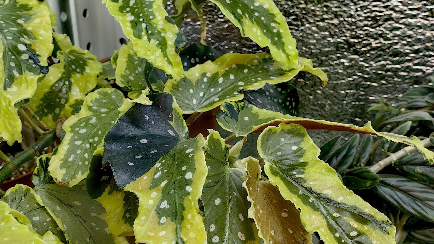 ИЗЛИШКИ растений на 23.03.26г