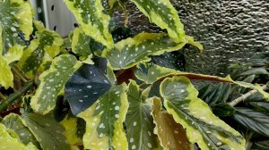 ИЗЛИШКИ растений на 23.03.26г