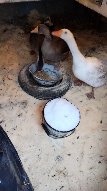 Пополнение в хозяйстве.