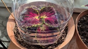 БУДЕТ ЧЕМ ДВОР УКРАСИТЬ...ДЕЛА ЦВЕТОЧНЫЕ