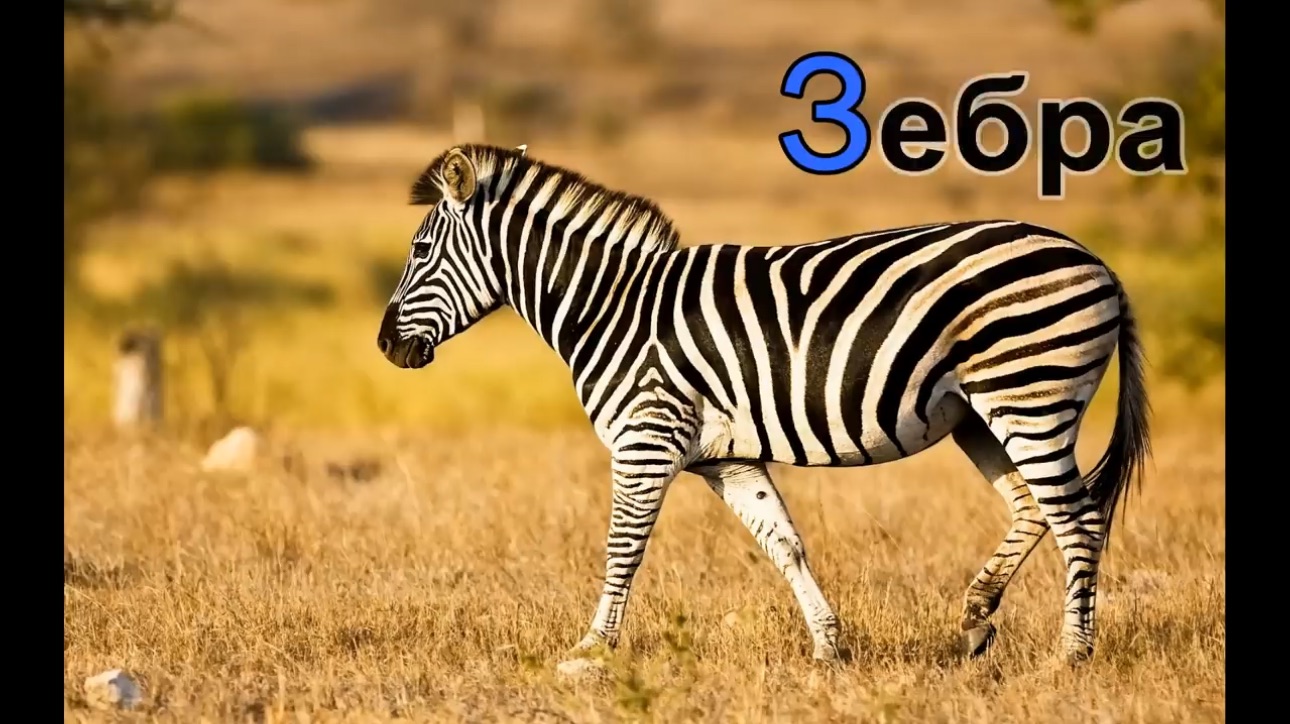 Буквы учим алфавит с животными