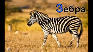 Буквы учим алфавит с животными