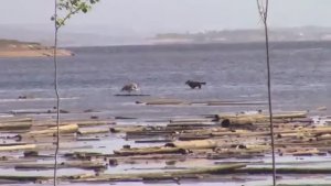 Поездка за камбалой в море Рыбалка на БЕЛОМ МОРЕ В КАРЕЛИИ