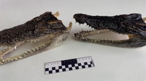 Головы двух крокодилов нашли у туриста из Таиланда в Новосибирске