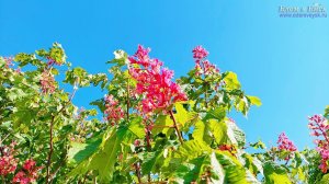 Ейск отдых в частном секторе: три комнаты с кухнями и санузлами, красивый двор!