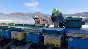 23 марта. Подкармливаю  пчёл.