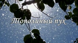Тополиный пух. Стихи: Никкула Кляцкий. Музыка, гитара, поёт Евгений Никитин. Монтаж: Людмила Ураева