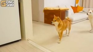 Мукбанг куриные лапки с сосисками, рисовые шарики Еда на камеру