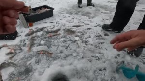 пробурил лунку на 150 и начал таскать рыбу.у мужиков не клюет а я наловил!