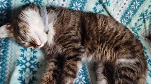 Лучшая Подружка это Подушка. Есть ли она, эта Дружба??