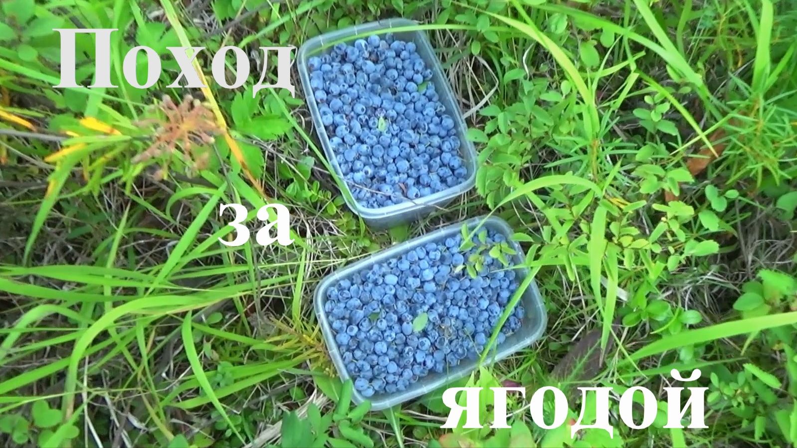 Поход за ягодой. Лето осень 2025.