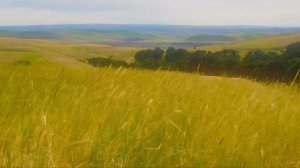 Тихие летние холмы 🌾 Звуки природы сельской местности для расслабления и сна.