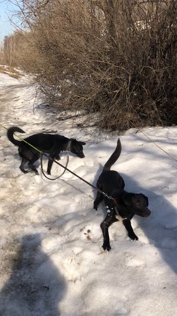 Прогулка с любимыми собачками #собакадругчеловека #друзьянавсюжизнь #дружба #любовь