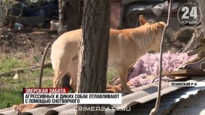 В Ленинском районе приступили к ежегодному отлову безнадзорных собак