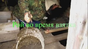 Снимаем рой во время взятка