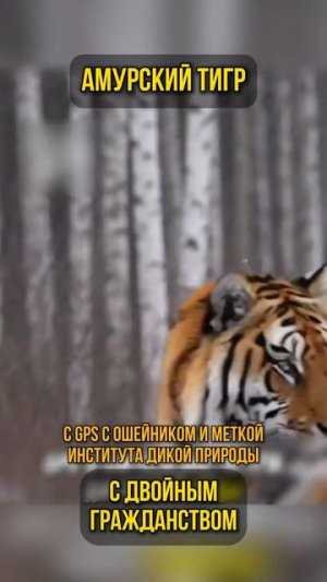 Амурский тигр с двойным гражданством