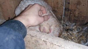 Мои курочки / Сидит 10 квочек осенью / Индоутки все ещё несутся