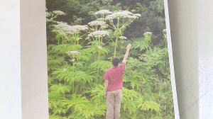 (Рыбинск-40) УРОК БЕЗОПАСНОСТИ: О КОВАРСТВЕ БОРЩЕВИКА