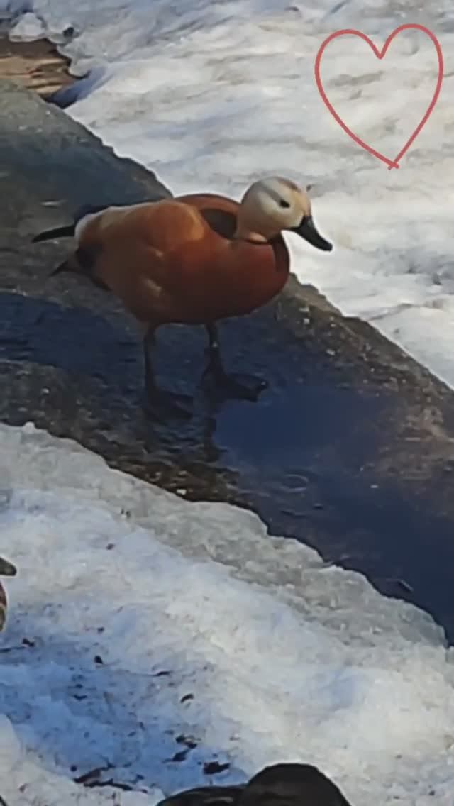 Быть как все-скучно 🦆