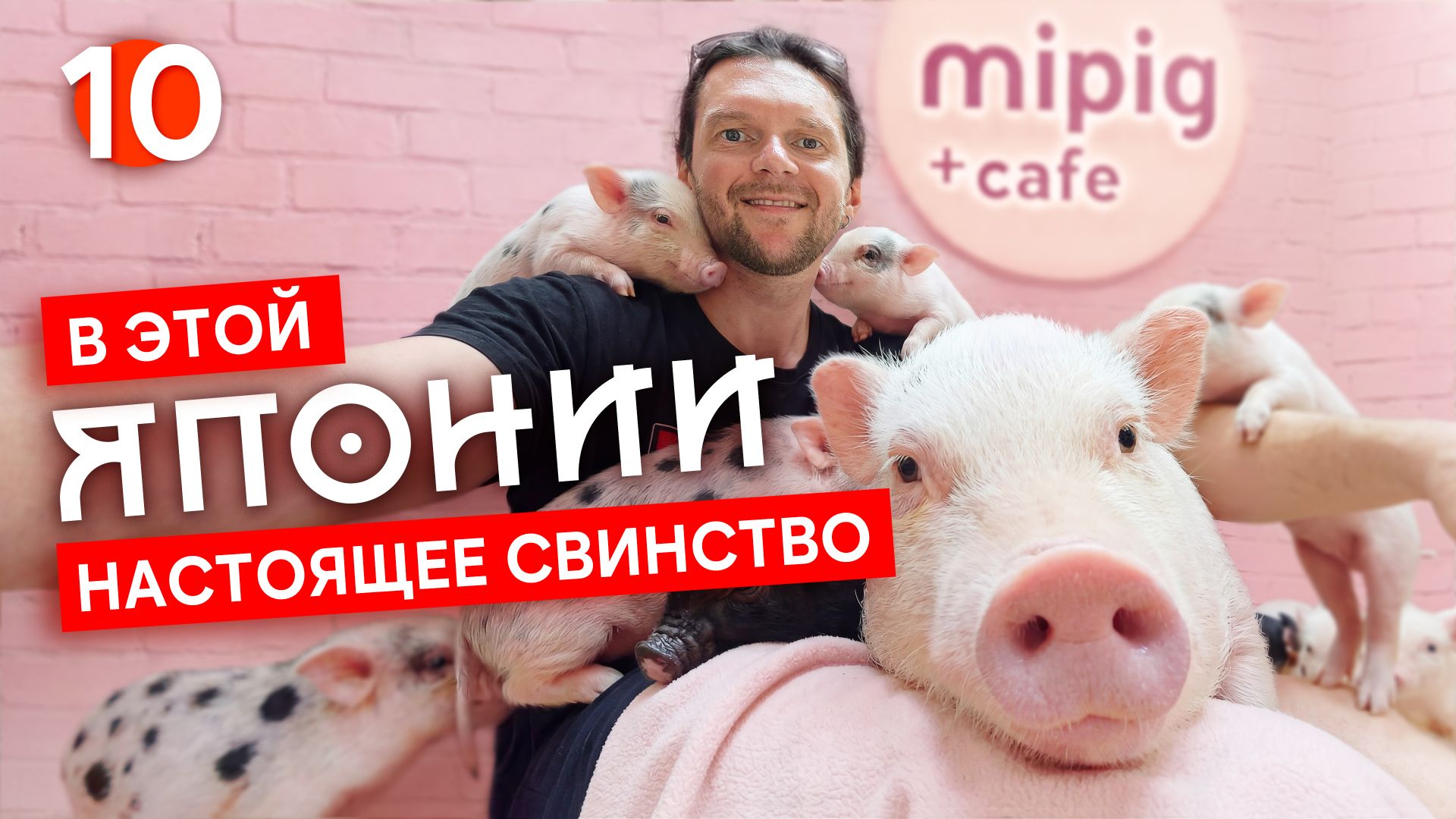 Большие музеи и маленькие поросята: Toyota, синкансэн, минипиг-кафе 🇯🇵 #10 I Велотур по Японии'25