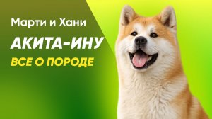 ВСЕ О ПОРОДЕ АКИТА-ИНУ / ХАРАКТЕР И ОСОБЕННОСТИ ПОРОДЫ / КОМУ НЕ ПОДОЙДЁТ / АГРЕССИЯ И СОЦИАЛИЗАЦИЯ