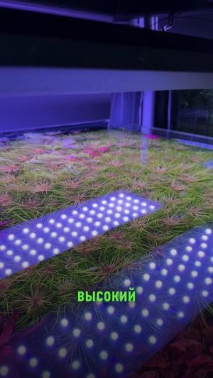 Доросли до поверхности