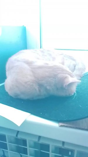 тут мой кот перс