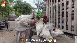 Кормление кур овощами и фруктами для зарядки и от скуки 🥗🐓🤗  (77)