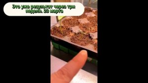 Моя Рассада Перцев и Баклажан 2026