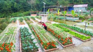 Собираю урожай зеленых листовых овощей. Делаю решетку для помидоров. Серия 63. Ли Фук Ви