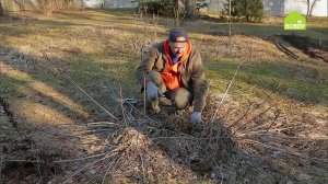 Как ухаживать за лилейником весной. Уход за лилейником. Выращиваем цветы в саду