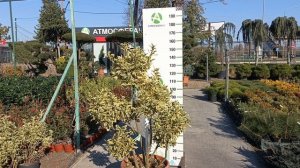 Бересклет JAPONICUS BRAVO, CLT 30, 120-140, POMPONS