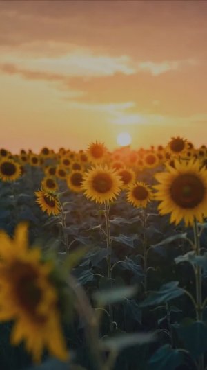 ВАН ГОГ (ЦВЕТЫ) [СТИХИ НАТАЛЬИ ШАХНАЗАРОВОЙ] - ЖЕНСКИМ ГОЛОСОМ - ВИДЕНИЕ ИЗВНЕ. ПОСВЯЩЕНИЕ.