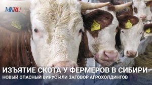 Скот под нож без диагноза: фермеры заявляют о массовом изъятии животных и заниженных компенсациях