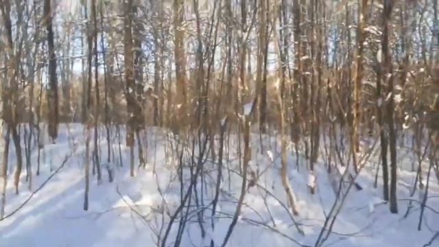 в лесу ЧАСТЬ 82 смотреть онлайн