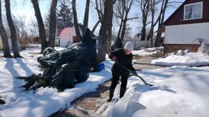 На даче розы, гортензии, посевы! ПроДачу!