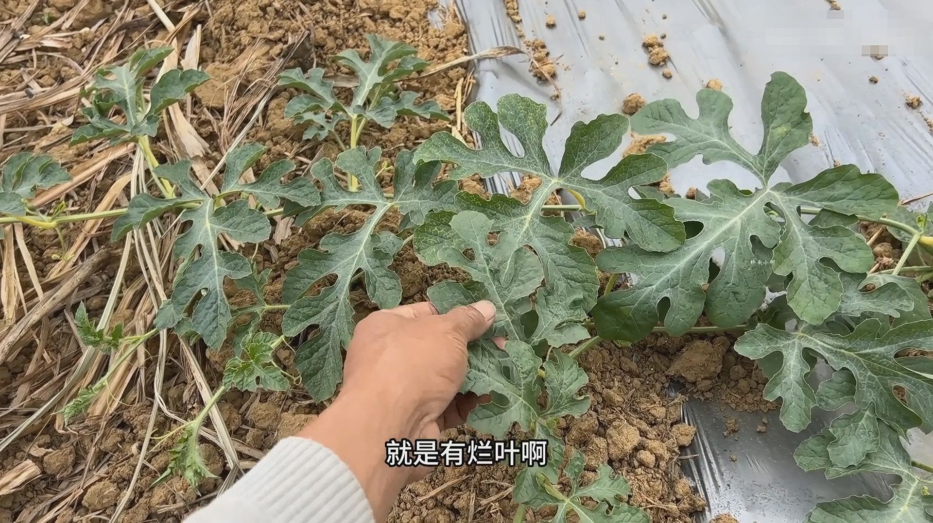 Сяо Хэ из Цяотоу - Зацвели посаженные в прошлом году арбузы